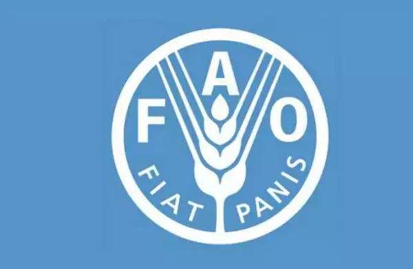 Five million in northeastern Nigeria need food – FAO